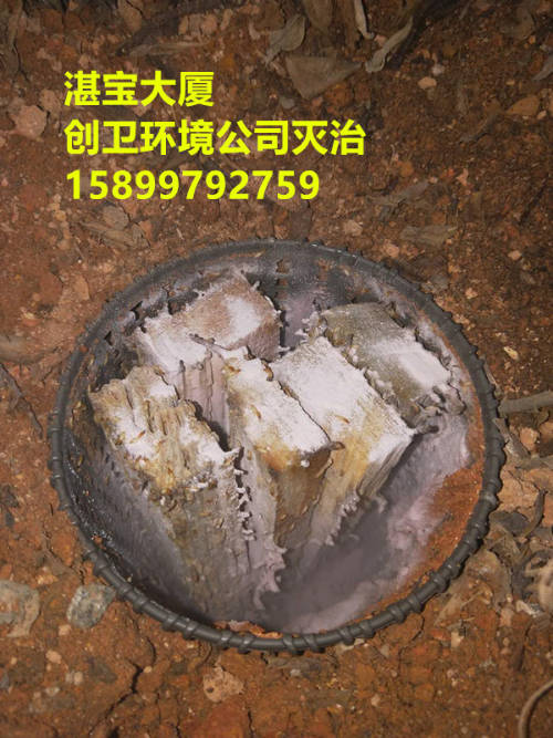 深圳灭白蚁公司防治白蚁用药的规范性 公司新闻