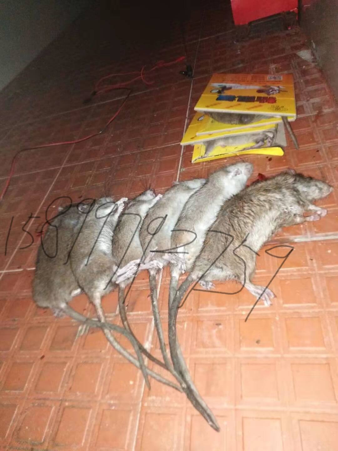 深圳殺蟲公司認識滅鼠安全的必要性 公司新聞