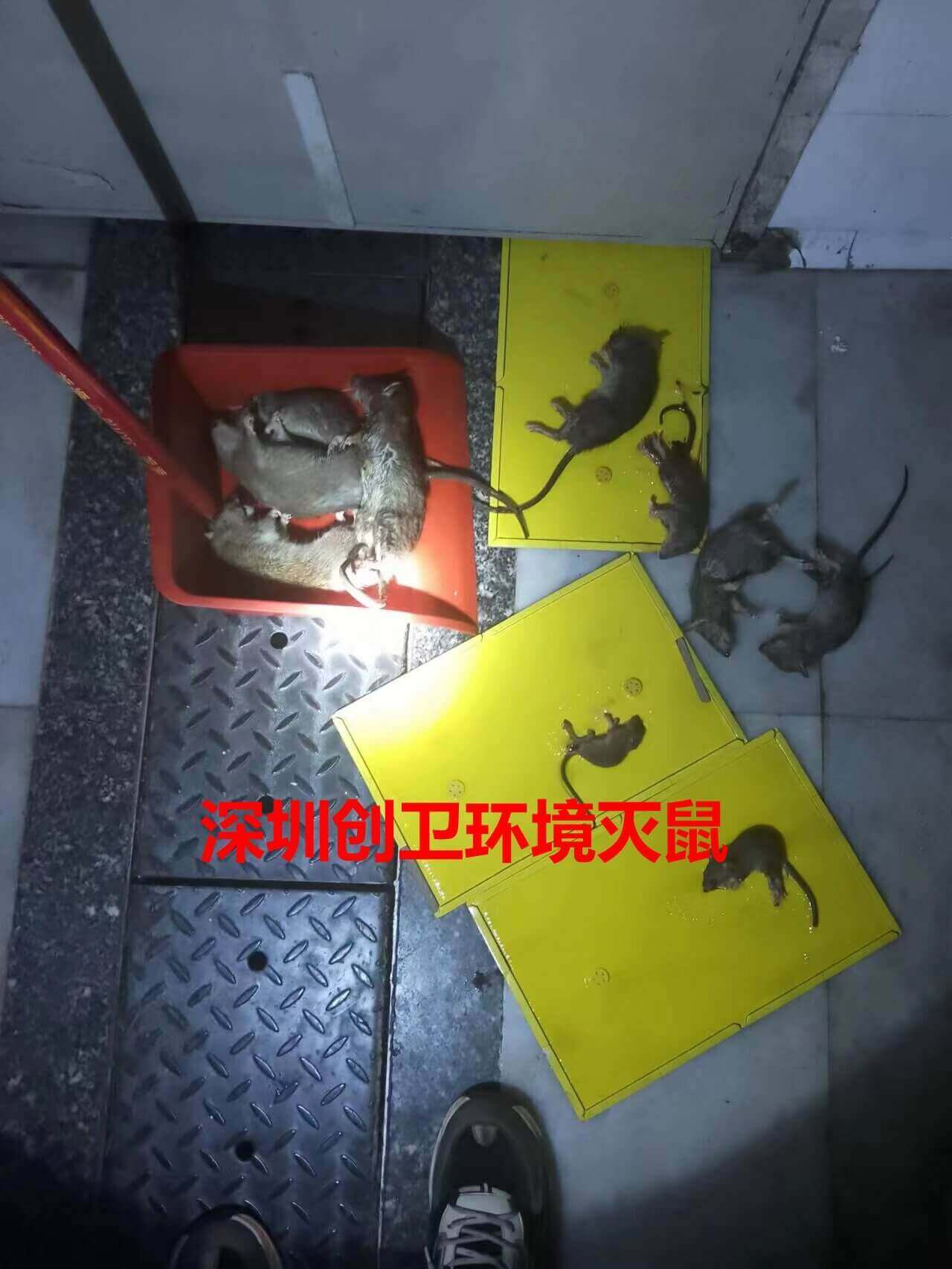 深圳灭鼠专家告诉你炎炎夏日如何做好老鼠防范 公司动态