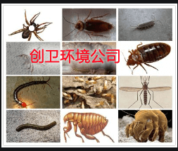 深圳防白蚁公司对白蚁消杀的专业科学认识