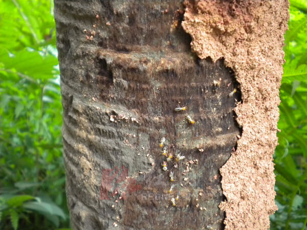 深圳滅白蟻公司分析白蟻對樹木危害的表現特征 滅白蟻
